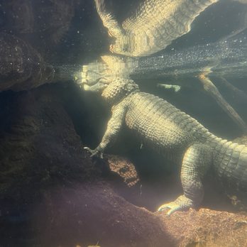 The Florida Aquarium - Outdoor exhibits - Aquariums Near Me - Tampa, Florida