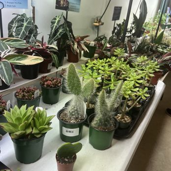 Fly leaf - Florists Near Me - St. Louis, Missouri