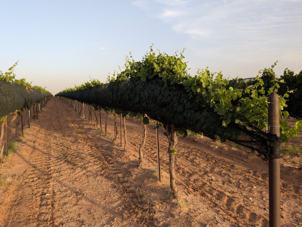 Oswald Vineyard Logo