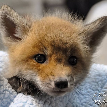 Walden's Puddle - Animal Shelters Near Me Walden's Puddle - Animal Shelters Near Me
