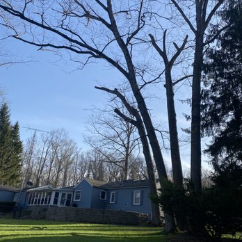 HARP Landscaping - a large tree in front of a house - Gardeners Near Me - Hermitage, Pennsylvania