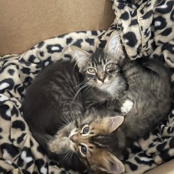 Jackson County Animal Shelter - Twilight and Leo