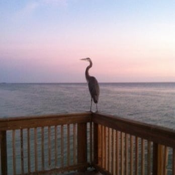Sand Dollar - Beach Resort Condominium - Private pier at Sand Dollar Reaort - Vacation Rentals Near Me - Indian Shores, Florida Sand Dollar - Beach Resort Condominium - Private pier at Sand Dollar Reaort - Vacation Rentals Near Me - Indian Shores, Florida
