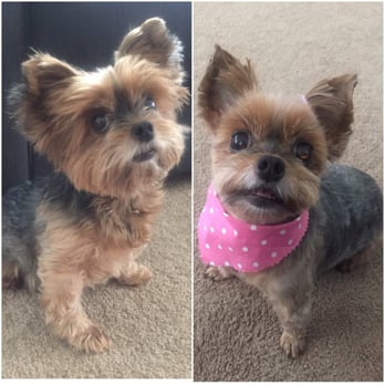 Ann's Pet Grooming - Before and After :) - Pet Groomers Near Me - Brea, California Ann's Pet Grooming - Before and After :) - Pet Groomers Near Me - Brea, California
