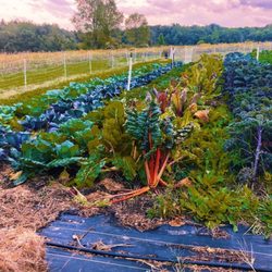 DeLano Farms CSA
