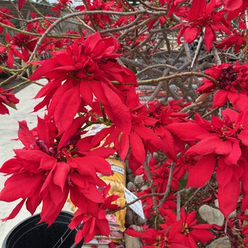 Weidners' Gardens - Poinsettia tree in bloom - Nurseries & Gardening Near Me - Encinitas, California Weidners' Gardens - Poinsettia tree in bloom - Nurseries & Gardening Near Me - Encinitas, California