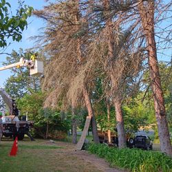 McFadden Tree Service - Pine tree removal battle creek mi