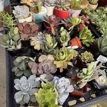 Calloway's Nursery - Nurseries & Gardening Near Me - Richardson, Texas