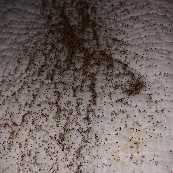Casa Grande Apartment Homes - Termite ate the sealing and my bed is covered - Apartments Near Me - Cypress, California Casa Grande Apartment Homes - Termite ate the sealing and my bed is covered - Apartments Near Me - Cypress, California