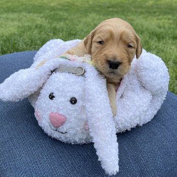 DoodleHouse Goldendoodles - Pet Breeders Near Me DoodleHouse Goldendoodles - Pet Breeders Near Me