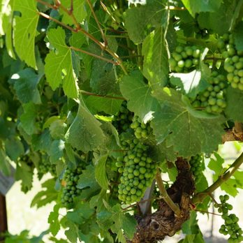 Gracianna Winery - Wine Tasting Room Near Me - Healdsburg, California