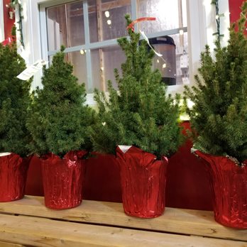 TROSA Tree Lot - We have trees in all sizes, from tall (up to 20 feet) to small! - Christmas Trees Near Me - Durham, North Carolina TROSA Tree Lot - We have trees in all sizes, from tall (up to 20 feet) to small! - Christmas Trees Near Me - Durham, North Carolina