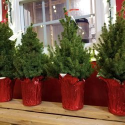 TROSA Tree Lot - We have trees in all sizes, from tall (up to 20 feet) to small!