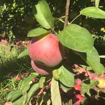 Gull Meadow Farms - Fruits & Veggies Near Me - Richland, Michigan Gull Meadow Farms - Fruits & Veggies Near Me - Richland, Michigan