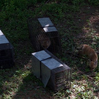 A A Wildlife Control - Family of Foxes - Wildlife Control Near Me - Springdale, Arkansas