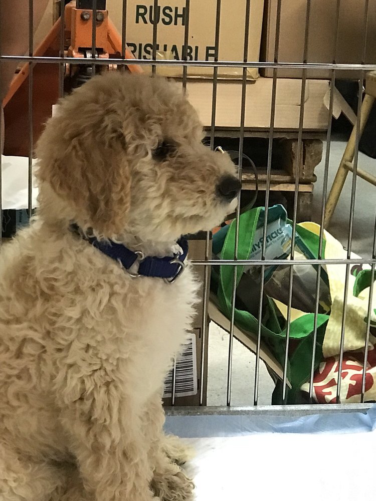 petland puppy swap meet