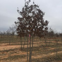 Tree Loving Care