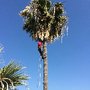 Photo of The Tree Team
