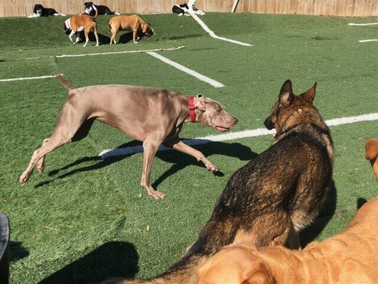 pooch palace long point road