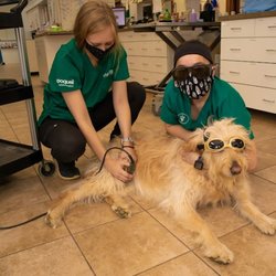 Lake Geneva Animal Hospital