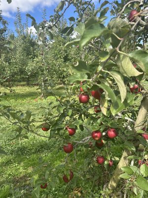 Solebury Orchards by null