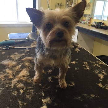 Pooch Parlor - Pet Groomers Near Me - Oldtown, Idaho