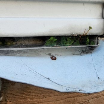 Mad Solar Solutions - BEFORE: down spout with weeds - Solar Panel Cleaning Near Me