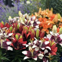 Hunters Garden Centre & Flower Shop - Dwarf Asiatic Lilies