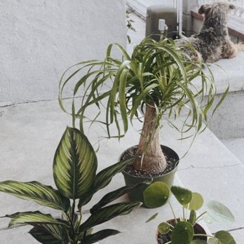 Rainbow - Ponytail palm, calathea and Chinese money plant - Nurseries & Gardening Near Me - Rosemead, California Rainbow - Ponytail palm, calathea and Chinese money plant - Nurseries & Gardening Near Me - Rosemead, California