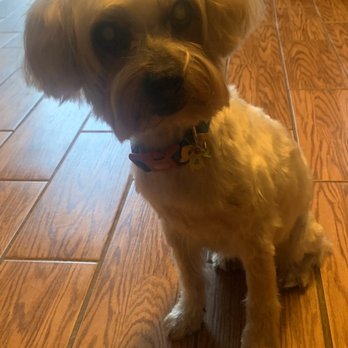 Pono's Pooch Spa - Pet Groomers Near Me - Hawthorne, California