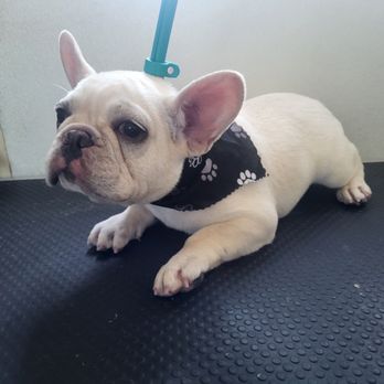 Holly's Mobile Grooming - Pet Groomers Near Me