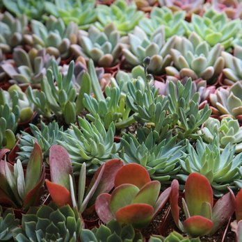 Flowerkraut - Selection of succulents - Florists Near Me - Hudson, New York Flowerkraut - Selection of succulents - Florists Near Me - Hudson, New York