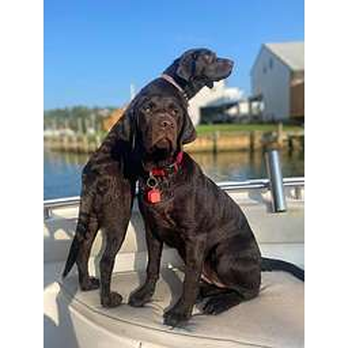 Truly Pawesome - Dog Walkers Near Me