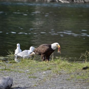 Alaskan Angling Adventures LLC. - Eagle eating lunch while we fish - Fishing Near Me