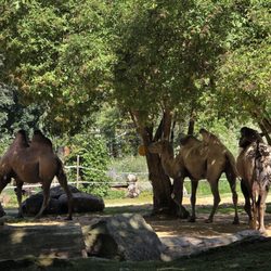 Zoo Dresden - Die Karawane zieht weiter