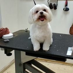 Quality Pet Services - Ta Da......