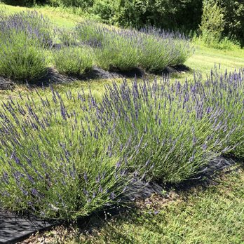 Lavender Pond Farm - Lavender - Flowers & Gifts Near Me - Killingworth, Connecticut Lavender Pond Farm - Lavender - Flowers & Gifts Near Me - Killingworth, Connecticut
