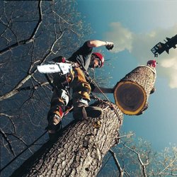 Toledo Tree Service