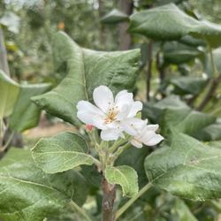 Eckert's Country Store & Farms - Apple blossom