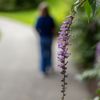 San Francisco Botanical Garden gift card