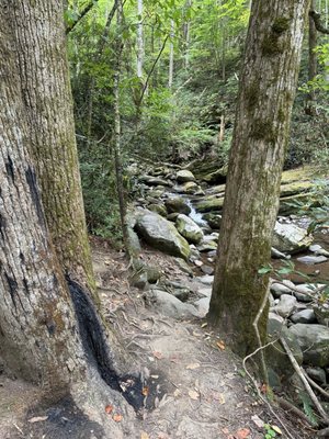 Roaring Fork Motor Nature Trail by null