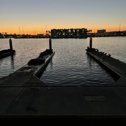 Ralphs Fresh Fare - Marina Del Rey Sea Lions at Burton Chase Park with sunset