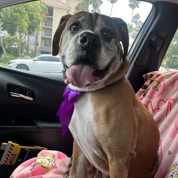 Allie & Paws - Pet Groomers Near Me - Downey, California
