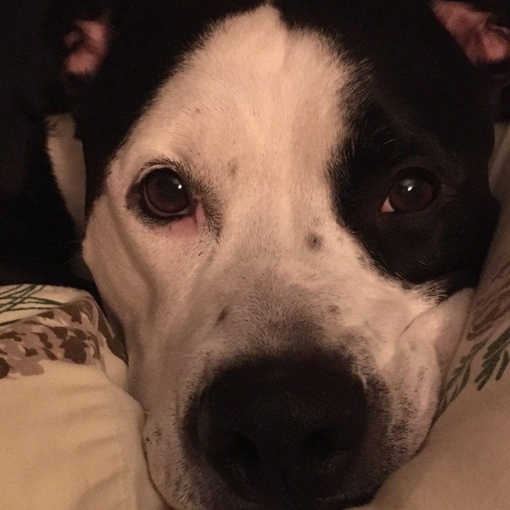 P T Pet Supply - Rocky the American Bulldog - Pet Stores Near Me - Webster, Massachusetts
