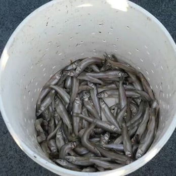 Jib Vi - Fishing Near Me - Babylon, New York