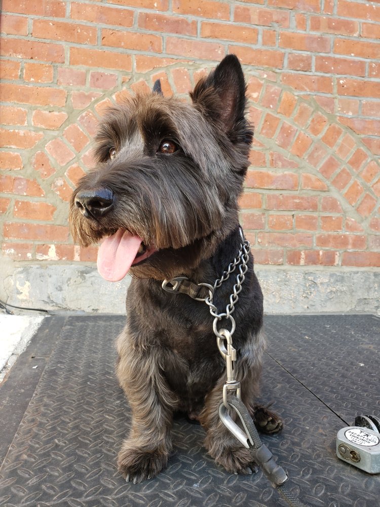 THE NEIGHBORHOOD VET Updated September 2024 22 Photos & 159 Reviews