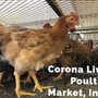 Photo of Corona Live Poultry Market