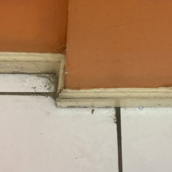 Variedades El Salvador - Cockroaches