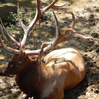 Memphis Zoo - Zoos Near Me - Memphis, Tennessee Memphis Zoo - Zoos Near Me - Memphis, Tennessee