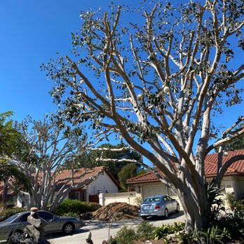 SD Tree Service - Tree Services Near Me SD Tree Service - Tree Services Near Me
